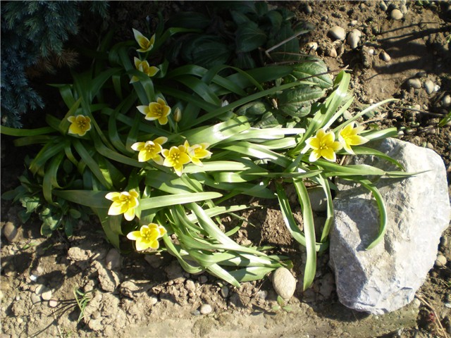 tulipan